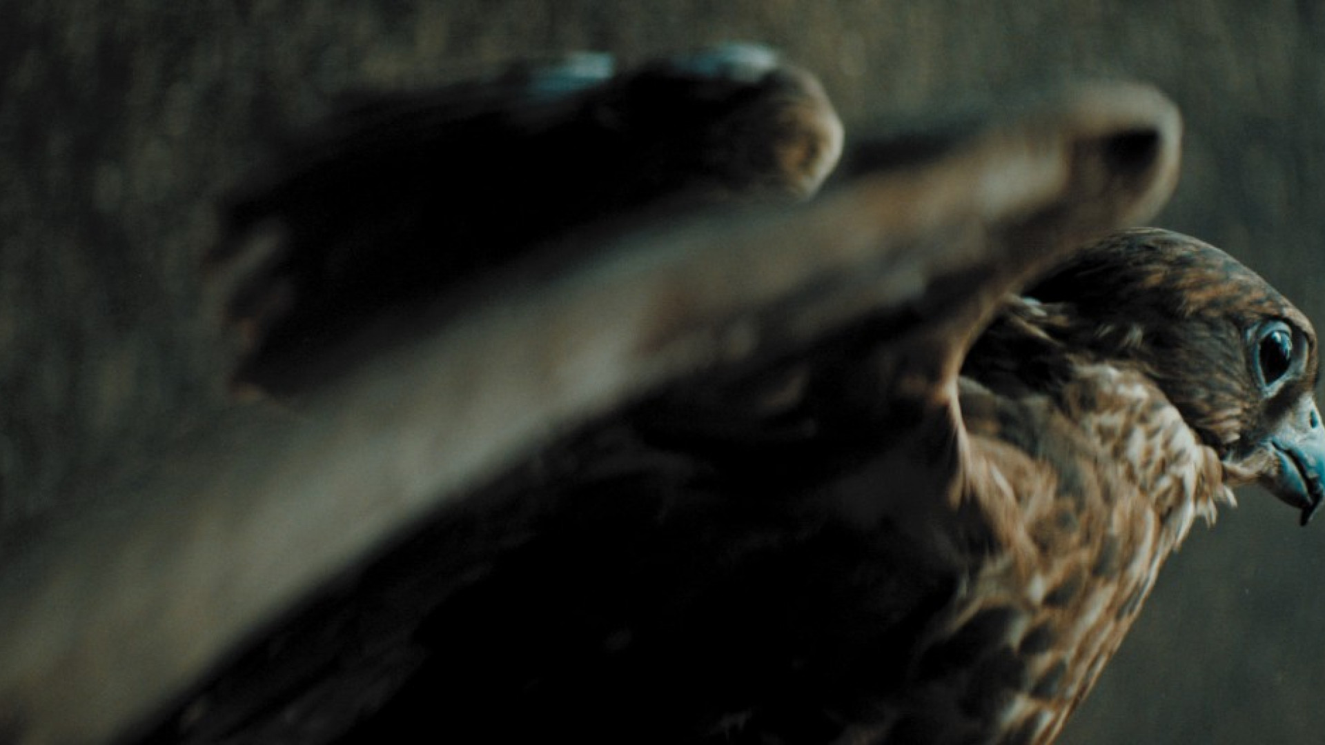 Portada de video Land Cruiser